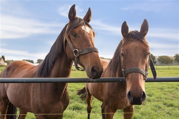 photo 35 Molenstraat 124